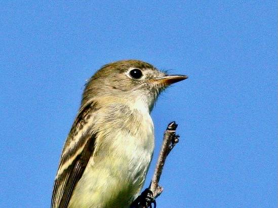Least Flycatcher 20100827 by Kenneth Cole Schneider is licensed under CC BY-NC-SA 2.0.